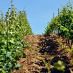 Trekking-wine-presso-Arrighi-vigne-e-olivi-1